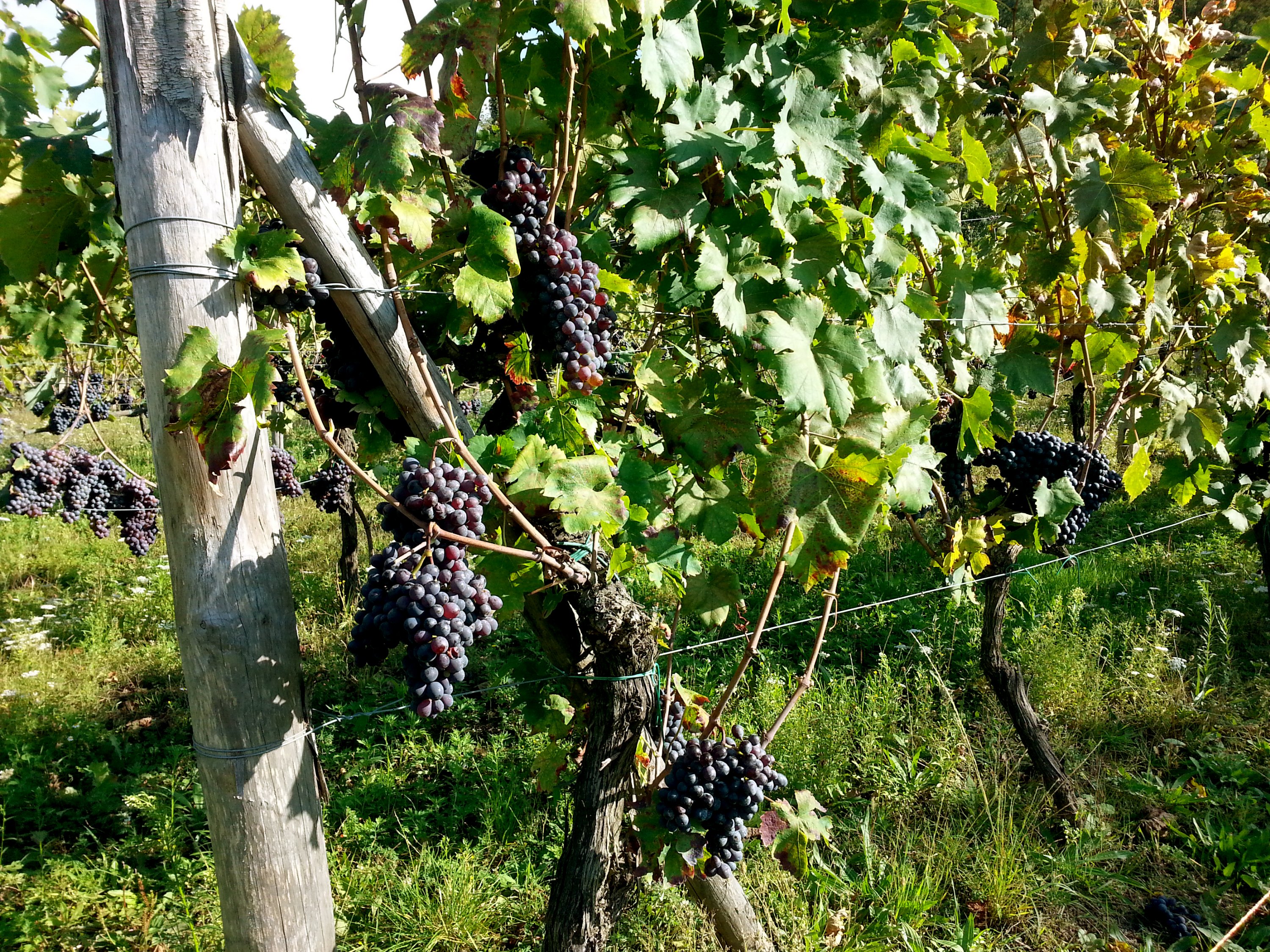 Lamole Vino Paesaggio Terroir