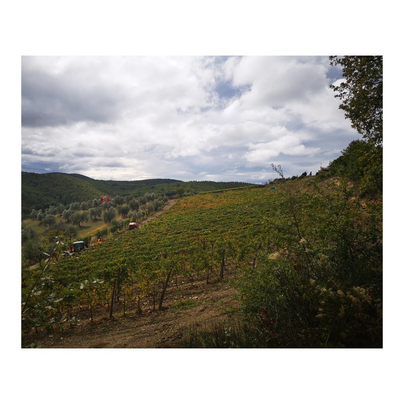 Enotour #002 - Da Castellina a Gaiole passando per Radda in Chianti alla ricerca della tradizione. Bucciarelli - Monterotondo - Pruneto