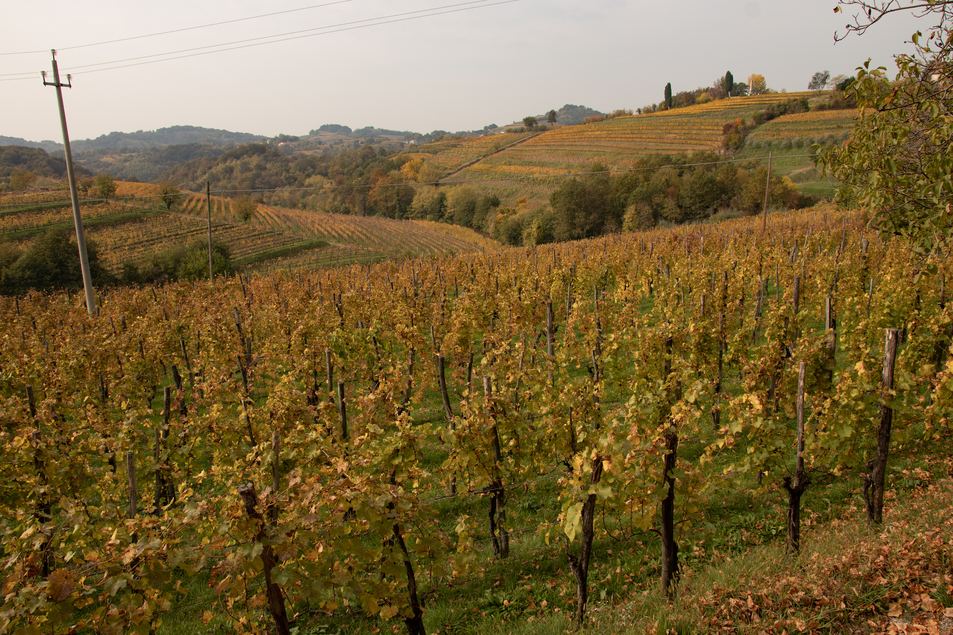 Enotour #002 - Una trasferta ai confini del vino | Friuli, una terra di paradossi | Oslavia/Cividale La Castellada Primosic Princic Flaibani