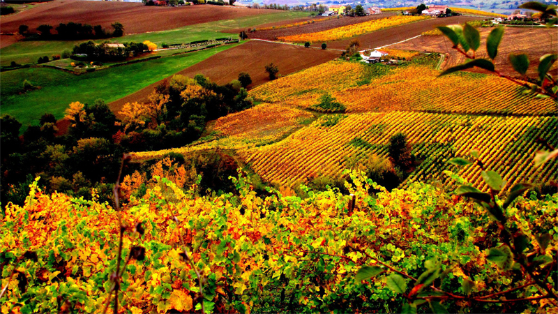 I luoghi del vino | Jesi - La zona è famosa per il Verdicchio dei Castelli di Jesi, un vino bianco pregiato e rinomato a livello internazionale