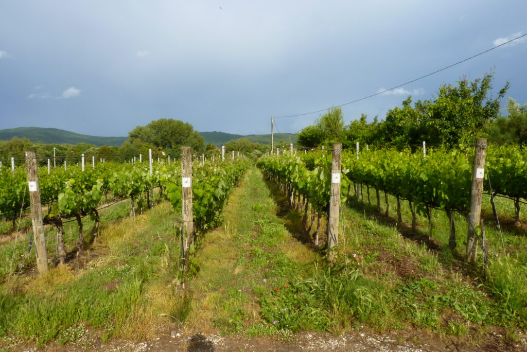 I Luoghi del Vino | Bolgheri - l'idea di portare un pezzo di Bordeaux con i suoi grandi vini nella Maremma Toscana
