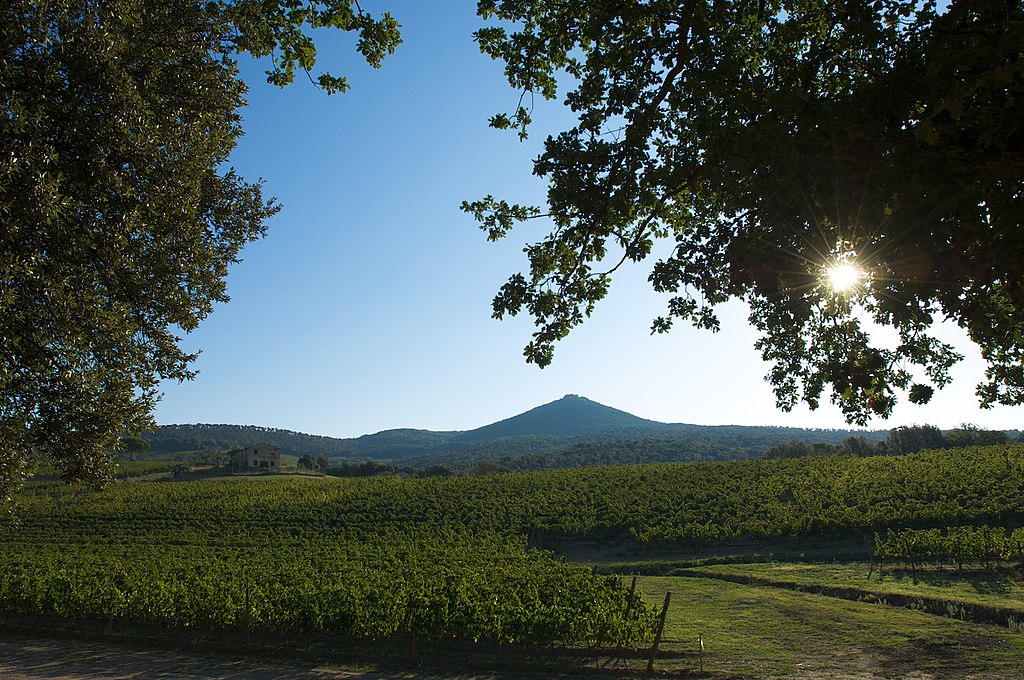 Vigna Masset0 - Bolgheri