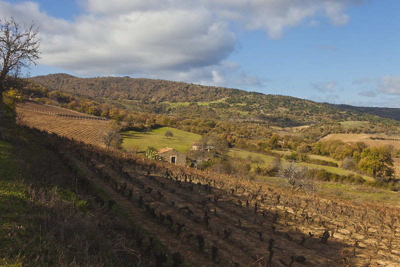 Mamoiada è una regione vitivinicola situata in Sardegna, Italia. Mamoiada è famosa principalmente per la produzione di vino rosso