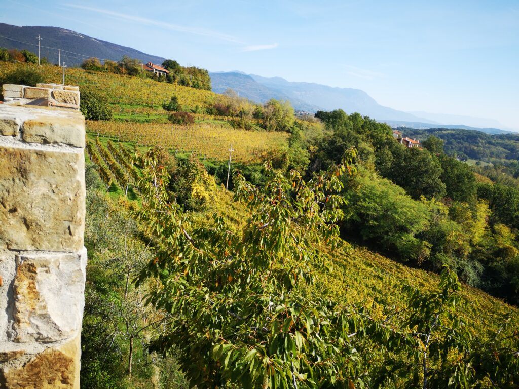 Vigne nel Collio vicino a Oslavia