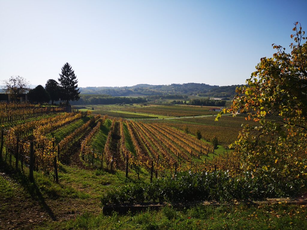 Vigne nel Collio vicino a Oslavia